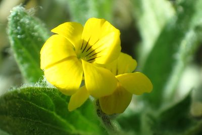 Viola tomentosa, photographed by Steve Woodward