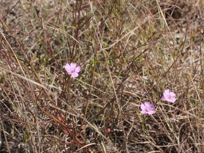 Agalinis fasciculata, photographed by jrcagle