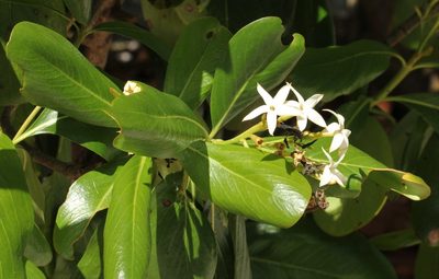 Casasia clusiifolia, photographed by jrcagle