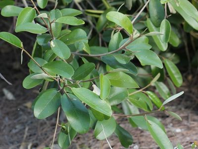 Morisonia cynophallophora, photographed by jrcagle