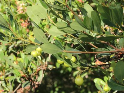 Byrsonima lucida, photographed by jrcagle