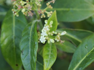 Psychotria ligustrifolia, photographed by jrcagle
