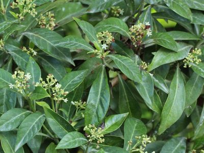Psychotria ligustrifolia, photographed by jrcagle