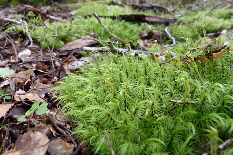 Dicranoloma plurisetum, photographed by Colin Meurk