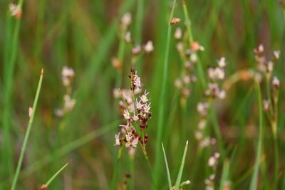 Juncus gerardi, photographed by Bonnie Semmling