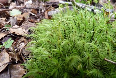 Dicranoloma plurisetum, photographed by Colin Meurk