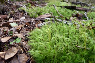 Dicranoloma plurisetum, photographed by Colin Meurk