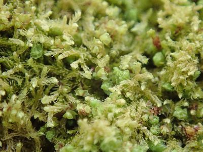 Blepharostoma trichophyllum, photographed by Randal