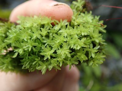 Encalypta procera, photographed by Randal