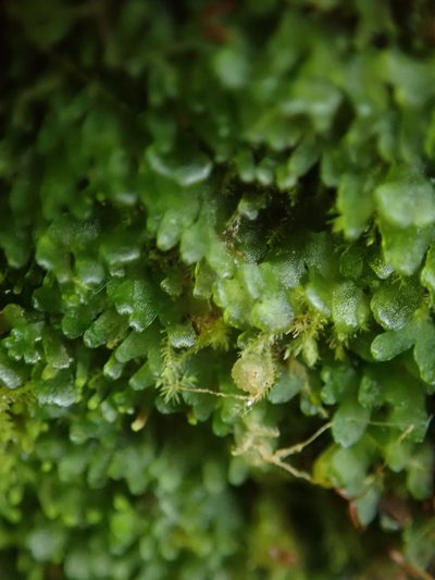 Riccardia latifrons, photographed by Randal