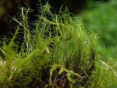 Distichium capillaceum, photographed by Randal