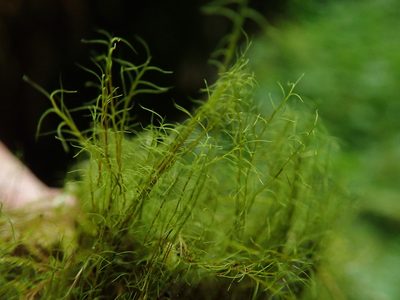 Distichium capillaceum, photographed by Randal