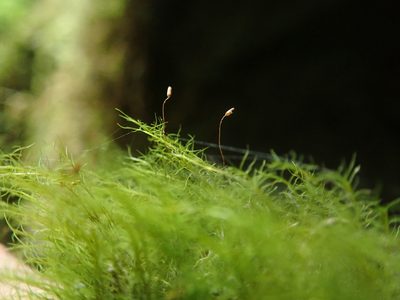 Distichium capillaceum, photographed by Randal