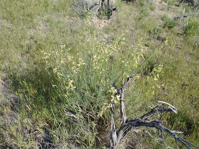 Astragalus filipes, photographed by Drew Meyer