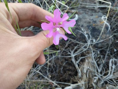 Clarkia pulchella, photographed by Drew Meyer