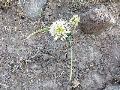 Allium tolmiei, photographed by Drew Meyer