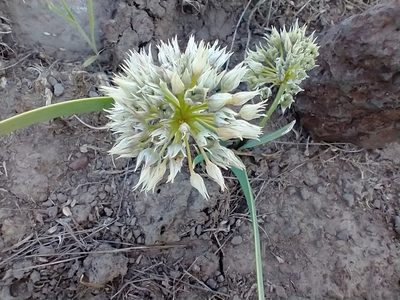 Allium tolmiei, photographed by Drew Meyer