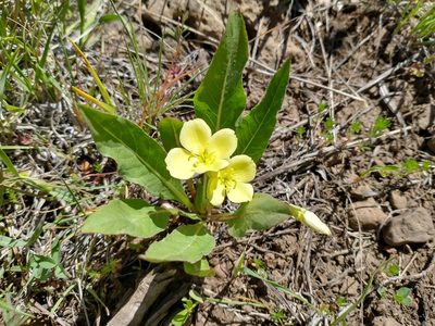 Taraxia subacaulis, photographed by Drew Meyer