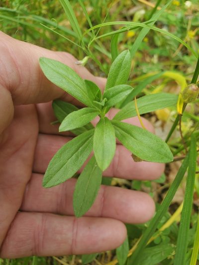 Sericocarpus rigidus, photographed by Shane Johnson