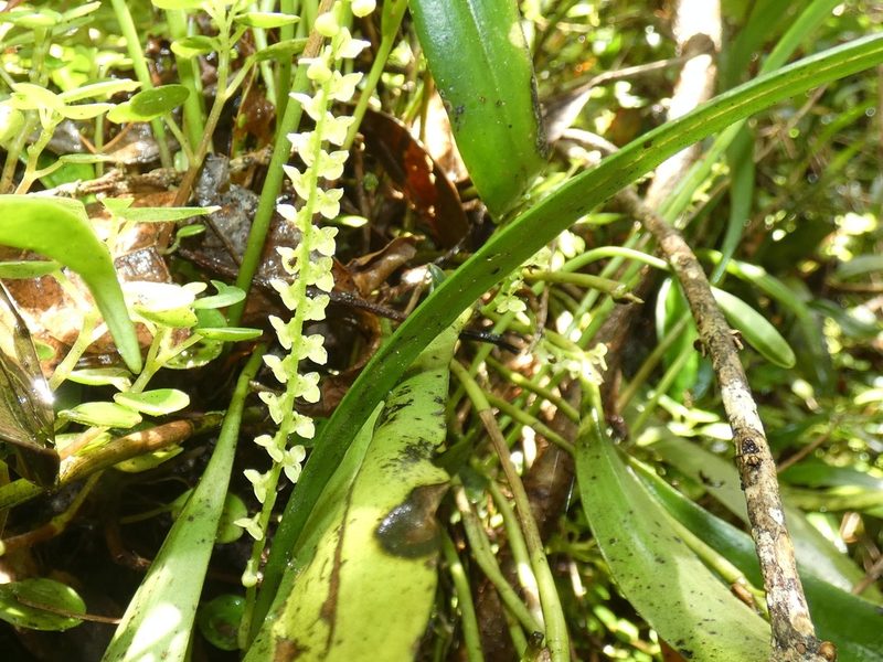 Stelis superbiens, photographed by Kai Squires