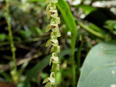 Stelis superbiens, photographed by Kai Squires