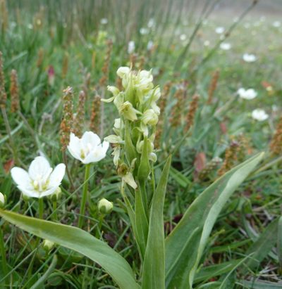Platanthera hyperborea, photographed by carnifex