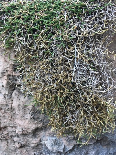 Selaginella mutica, photographed by Cecelia Alexander