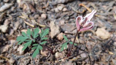 Dicentra uniflora, photographed by Alan Rockefeller