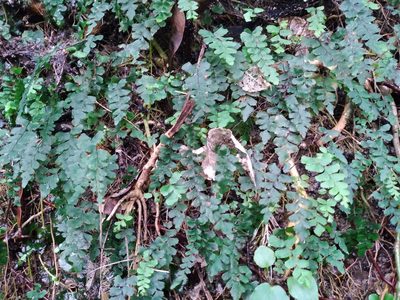 Adiantum diaphanum, photographed by Leon Perrie