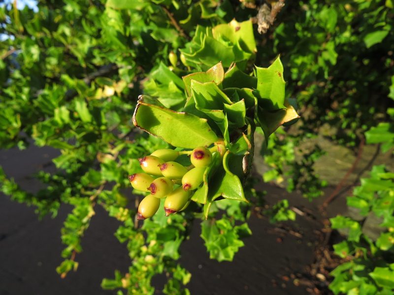 Griselinia jodinifolia, photographed by Nicolás Lavandero
