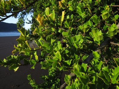 Griselinia jodinifolia, photographed by Nicolás Lavandero