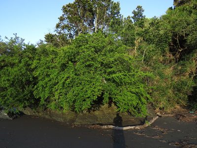 Griselinia jodinifolia, photographed by Nicolás Lavandero