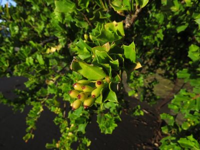 Griselinia jodinifolia, photographed by Nicolás Lavandero