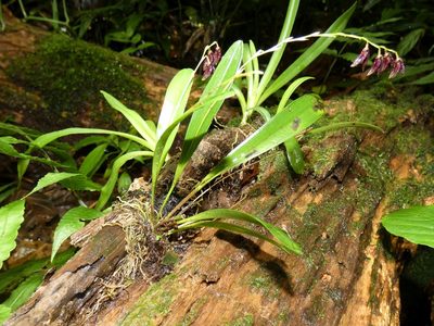 Stelis segoviensis, photographed by Kai Squires