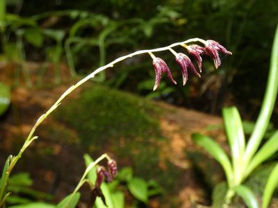 Stelis segoviensis, photographed by Kai Squires
