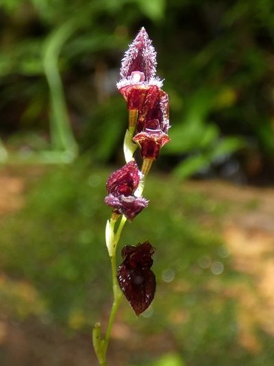Stelis segoviensis, photographed by Kai Squires