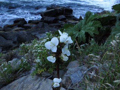 Libertia chilensis, photographed by Nicolás Lavandero