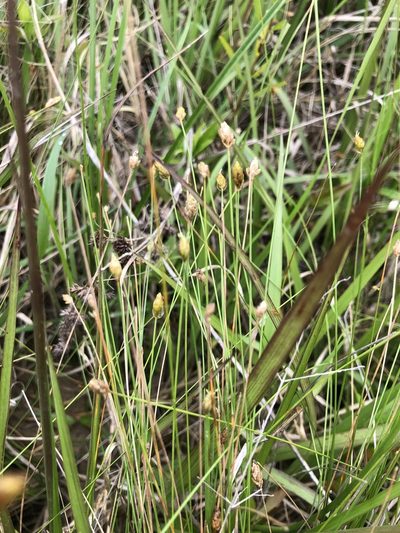 Eleocharis tuberculosa, photographed by John Kees