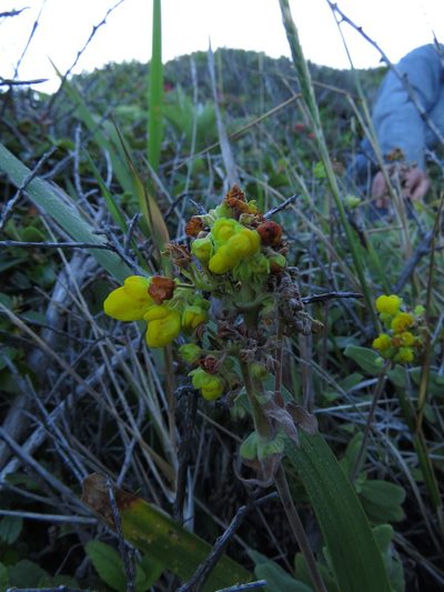 Calceolaria integrifolia, photographed by Nicolás Lavandero
