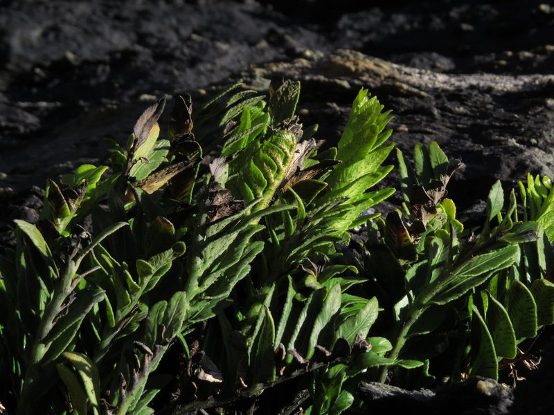 Asplenium sphenoides, photographed by Nicolás Lavandero