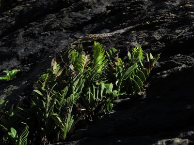 Asplenium sphenoides, photographed by Nicolás Lavandero