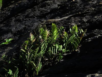 Asplenium sphenoides, photographed by Nicolás Lavandero