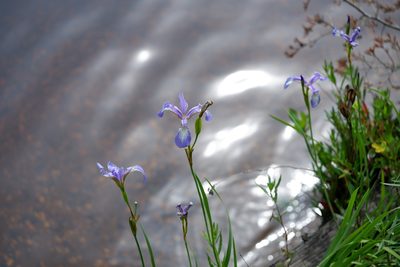 Iris prismatica, photographed by Bonnie Semmling