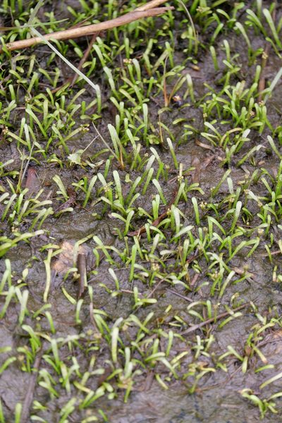 Lilaeopsis chinensis, photographed by Bonnie Semmling