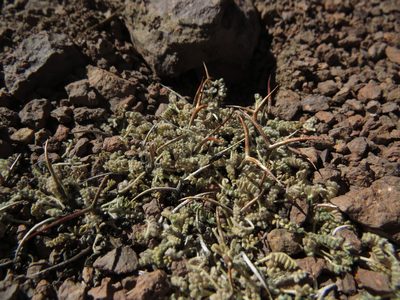 Adesmia subterranea, photographed by Nicolás Lavandero