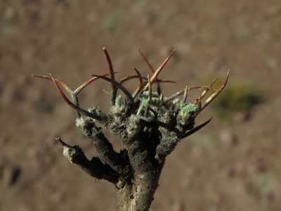 Adesmia subterranea, photographed by Nicolás Lavandero