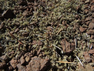 Adesmia subterranea, photographed by Nicolás Lavandero