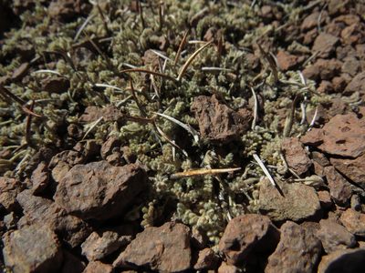 Adesmia subterranea, photographed by Nicolás Lavandero