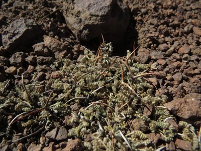 Adesmia subterranea, photographed by Nicolás Lavandero