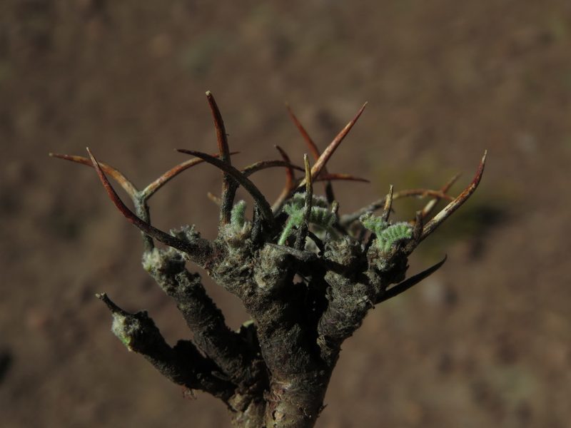 Adesmia subterranea, photographed by Nicolás Lavandero